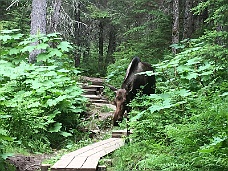 IMG_2692 Meeting A Moose On Hiking Trail